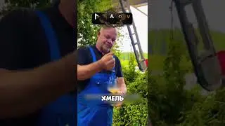 Главный ИНГРЕДИЕНТ для любого пива 🤩🔥🌾