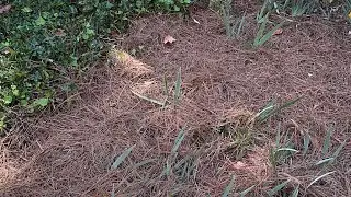 Progress on the Pine straw Spreading-10/9/2024