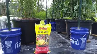 #2 Fertilizing Hossinator And Brandywine Container Tomato Plants 5/28/25