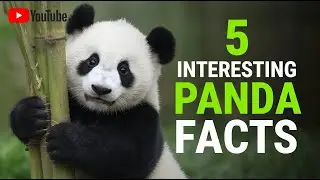5 interesting facts about Pandas