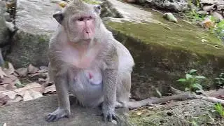 Popeye Before Giving New Birth To New Baby |Look So Hard and She Vomit From Mouth and Butt