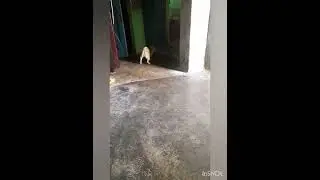 19th  December 2023#chutki #pug #youtubeshorts