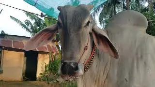 This Cow Is So Big - Asian Cow