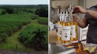 De aqu&iacute; como el coqu&iacute;: visitamos la &uacute;nica destiler&iacute;a de ron con ca&ntilde;a sembrada en Puerto Rico