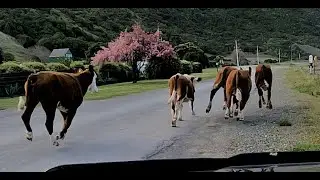 Runaway cow roundup   Oaro
