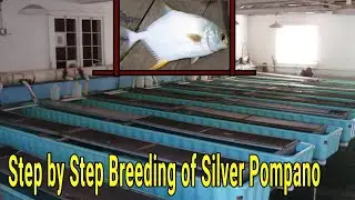 Easy Breeding of Silver Pompano | white pomfret