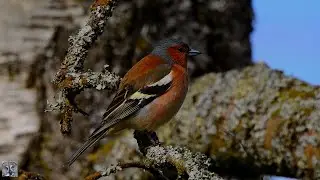 Common chaffinch Singing,Bokfink,Зяблик Пение,Pinson des arbres chant,Vink zingt,bird song relaxing