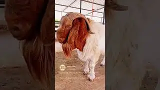 Top Boer Bahubali 🔥😍 - Shauk Hee Alag Hai  😈😈 - #boer #farm #goat #bakra #farm #goatsworld #famous