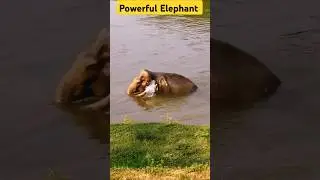 Powerful Elephant status video #status #viralshort #salpara #jayanta