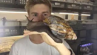 The biggest Snail you ever see 😱😱!