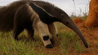 Giant Anteater: The Specialized Insectivore of the Amazon