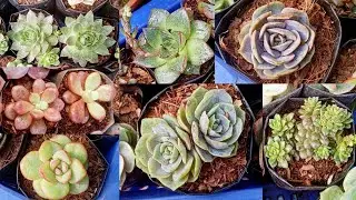 Prices Of Succulent Plants At Galiff Street Flower Plants Market Kolkata || Cheapest Succulents