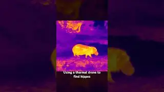 Finding Pablo Escobar&rsquo;s Cocaine Hippos