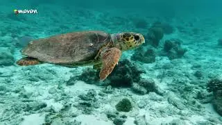 El desove es un momento crucial y vulnerable en el ciclo de vida de las tortugas marinas