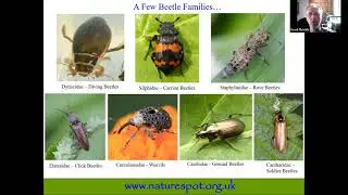 Identify - Beetles, Bugs and Other Insects