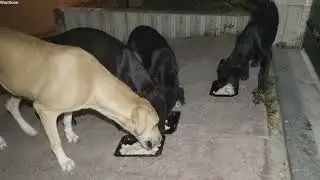 Street Dogs having a meal @Wanttono