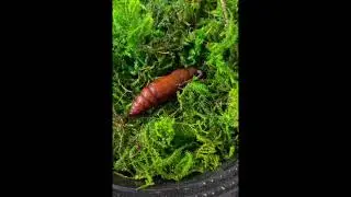 Breaking Diapause in Sphinx Moth
