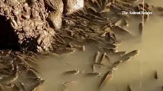 Thousands of fish suffocating in the river Po in Italy I Animal News