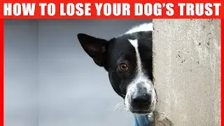 15 Ways to Lose Your Dog's Trust