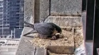 First egg hatched 🐣| Welcome in world 🌎 | 367 Collins Falcons | Sep 30, 2025