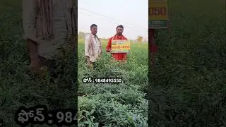#chillifarming #chilliseeds #Mirchifarming #agriculture #mirapasagu #shorts #youtubeshorts