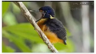 Wild North Moluccas in east Indonesia; fabulous birds and scenery on Ternate, Bacan and Halmahera -