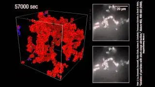 Long term stability of a colloidal gel