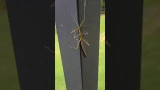 Zoe Found A Stick Bug Insect 🐛 #bugs #zoeslogic #stickinsect #insects