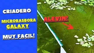 COMO CRIAR MICRORASBORA GALAXY: M&eacute;todo NATURAL, SIN cambio de agua y BARATO. (Parte 3)
