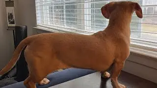 St. Patrick's Day 5k with a dachshund