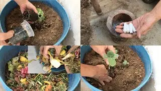 How To Transplant Sponge Gourd | How To Transplant Long Gourd | Making Soil For Plants