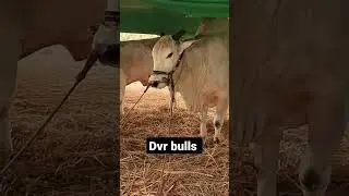 ongole jathi gittalu dvr power full bulls #shorts