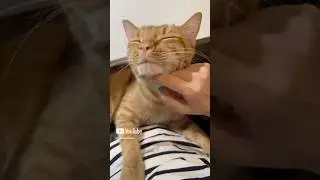I love you Meowmy 😽😽