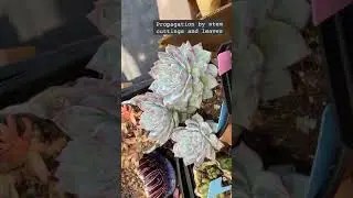 Echeveria Minima EP 110/1000