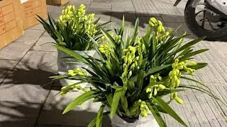 XẢ HOA LAN TẾT CUỐI NĂM 0394547221 || PHONG LAN RỪNG