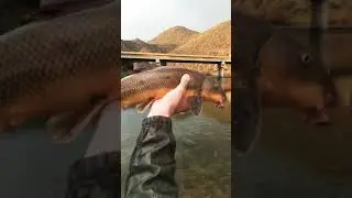 Rainbow Sonoran Sucker on the Lower Salt River! #Shorts