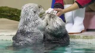 キビキビメイちゃん、ふたりのスロー