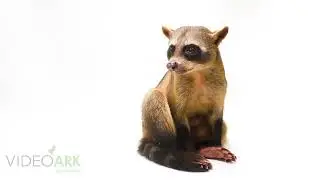 A crab-eating raccoon (Procyon cancrivorus panamensis) at Parque de las Leyendas.