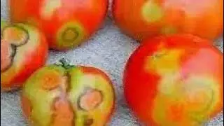 How to identify disease in tomato and it management | disease in tomato | #farming #plantcare