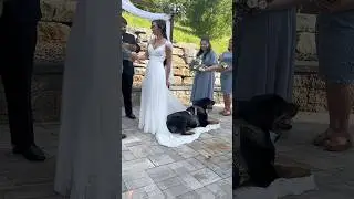 This is also its most important day.#dog #wedding #happy #pets #doglove #cute
