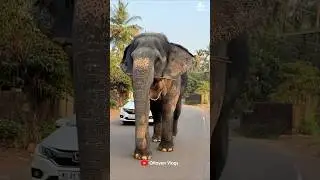 ഞാൻ മാറില്ല കാർ മാറിപോക്കോ😂😂 I Kaveri Elephant Malappuram #aana #kaveri #shorts