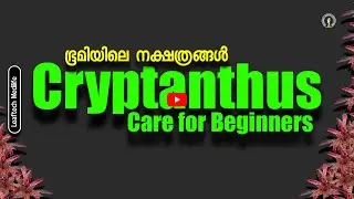 Cryptanthus Care for Beginners (Earth Star)