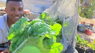 Harvesting Swiss chard to open light for other veggies.