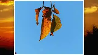 Falling leaves by Frances Black