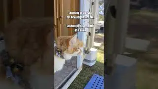 Paprika has your back. #pettraveltips #vanlife #caravanlife #lapofaustralia #pettravel #caravanpark