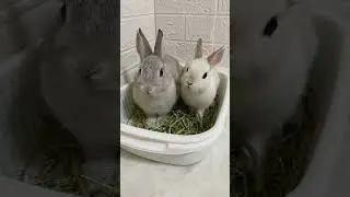 #bunnies #rabbitworld #petbunny #viralvideo #youtubeshort #shortvideo #bunnylife #pets #cute #rabbit