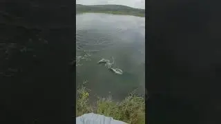 This TINY Farm Pond holds GIANT BASS! #letsfish #bassfishing #fishing #shorts