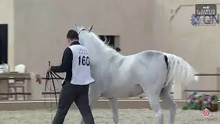 N 160 DAIMOMAH AL WAAB   15th Qatar International Arabian Peninsula Horse Show 2026   Mares 11+ Year