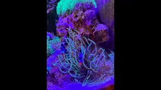 Reef aquarium! 🐡 Puffer Reef Safe?! Not an expert but makes it work.