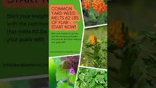 Common Yard Weed Melts 62 lbs of Flab - Start Now!